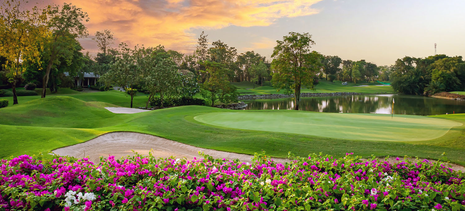 Golf course at dusk with bougainvillea hedges in bloom.